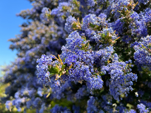 Brilliant blue flowers of Ceanothus 'Puget Blue' (Californian Lilac) against a bright blue sky
